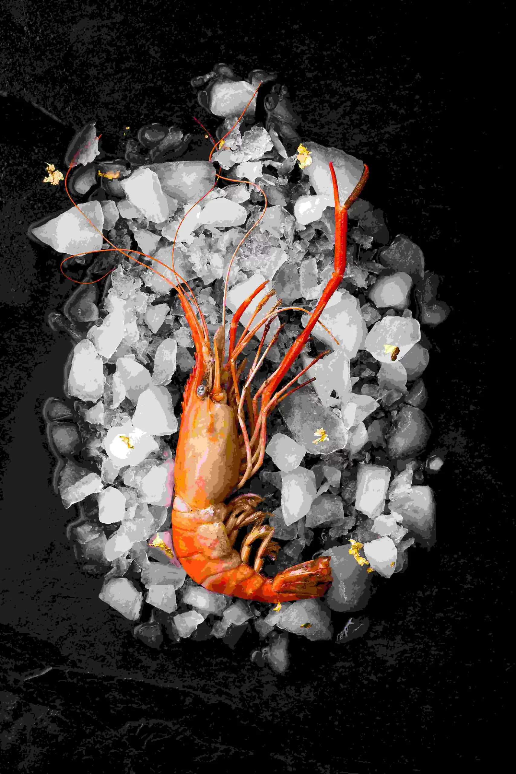 An image of a shrimp on a black background.